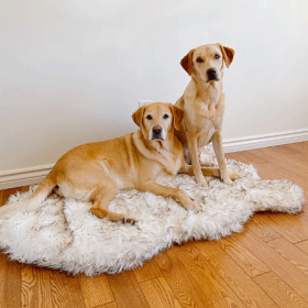 PAW PupRug Animal Print Memory Foam Dog Bed Black Faux Cowhide Original