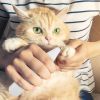 4 In 1 Electric Pet Dog Grooming Kit Cordless Rechargeable Pet Hair Trimmer