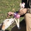 Jute And Rope Giraffe - Pig Pet Toy