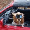 Dog Glasses for Small Breed Dog Goggles Dog UV Sunglasses Windproof Snowproof for Long Snout Dogs Mask with Soft Frame Adjustable Straps
