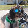 Dog Glasses for Small Breed Dog Goggles Dog UV Sunglasses Windproof Snowproof for Long Snout Dogs Mask with Soft Frame Adjustable Straps