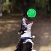 Vocal Toys Puppy Spike Toy Small Dog Pet Molar Toy